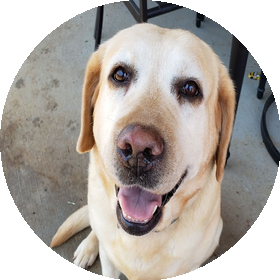 Brooke the Yellow Lab